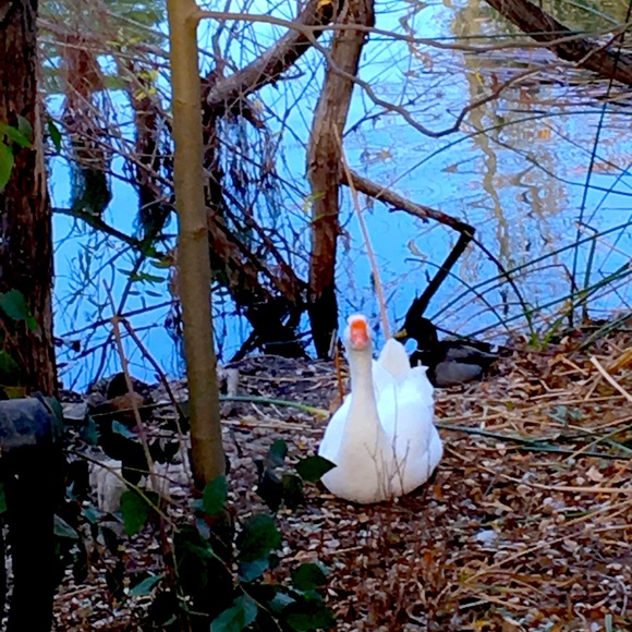 Meet your Posher, Lil - Picture 1 of 1